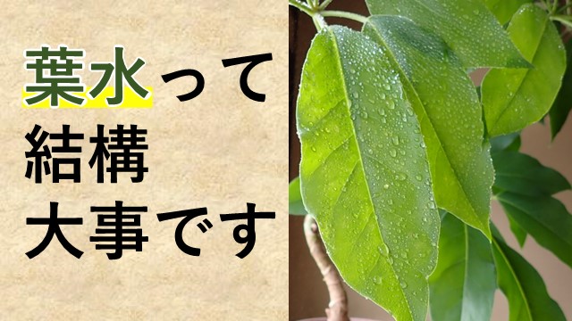 葉水って結構大事です