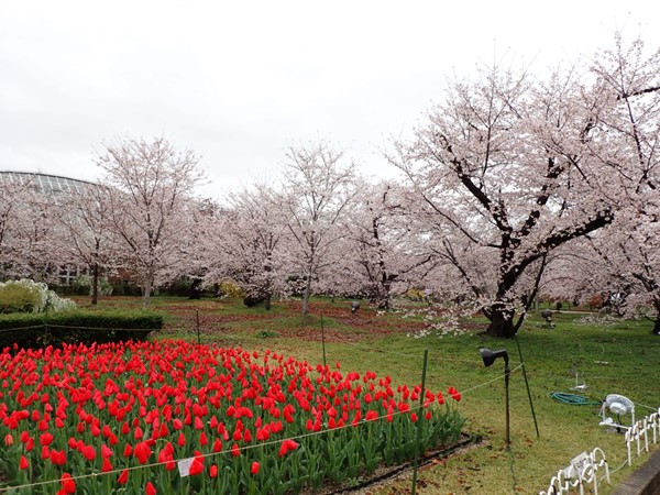 サクラとチューリップ