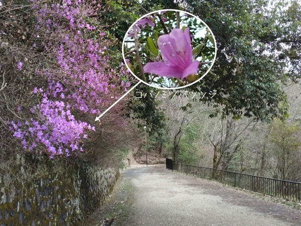 コバノミツバツツジ