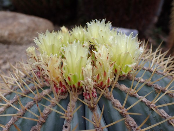 サボテンの花