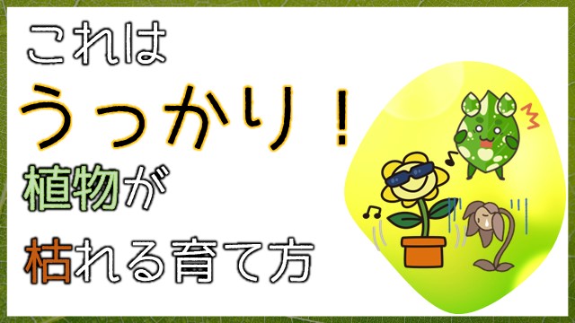 これはうっかり!植物が枯れる育て方