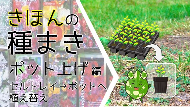 きほんの種まき　ポット上げ編　セルトレイ　ポット　植え替え