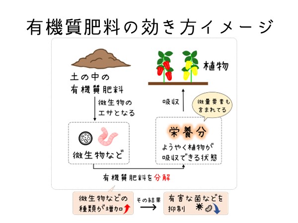 有機質肥料の効き方イメージ